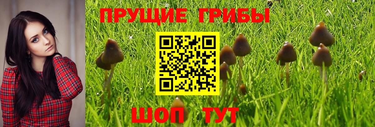 Псилоцибиновые грибы Psilocybine cubensis Сланцы